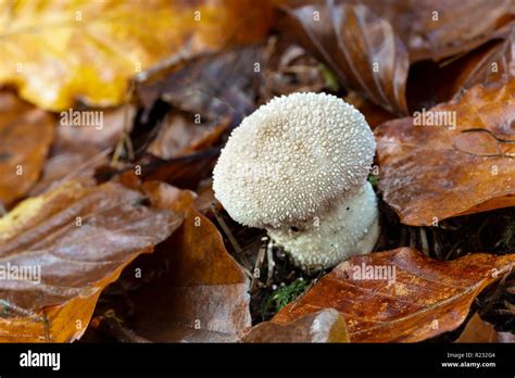 Common Puffball Lycoperdon Perlatum Bargain Wood Monmouthshire