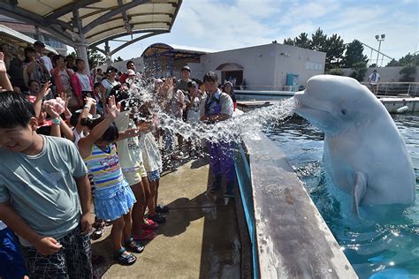 A Beluga Whale Sprays Water At Visitors During A Summer Attraction At A