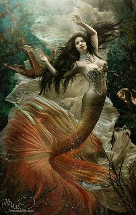 Siren Mermaid Mermaid Fairy Mermaid Tale Mermaid Dreams Mermaid