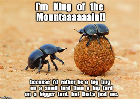 Dung Beetle King Of The Mountain Imgflip