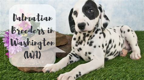 Dalmatian Breeders In Washington Wa Dalmatian Puppies For Sale