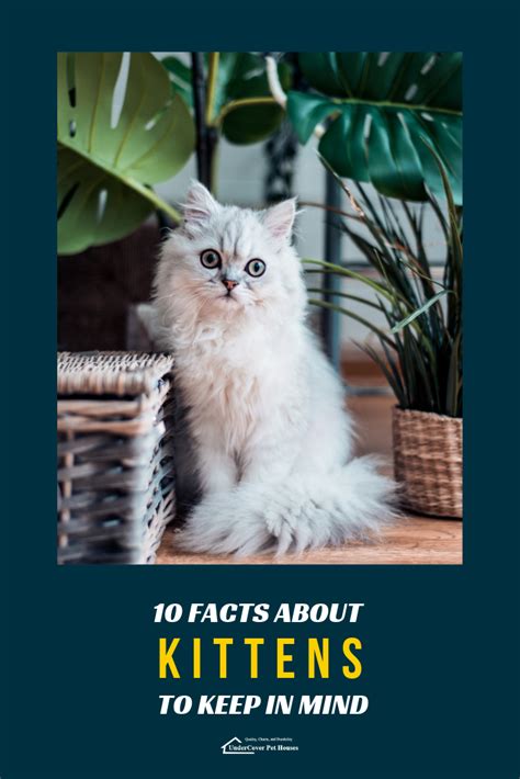 10 Facts About Kittens To Keep In Mind Kittens Cute Cats Photos Cat