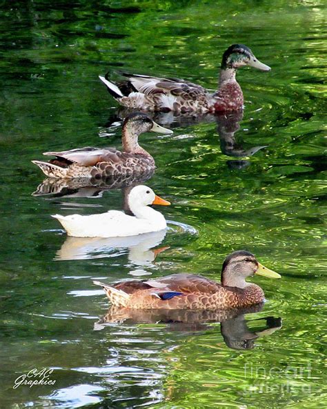 Ducks On The Pond Digital Art By Cac Graphics Pixels