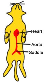 How do cats develop saddle thrombus? Feline Aortic Thromboembolism (FATE) - Mar Vista Animal ...