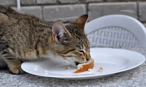 Does Cat Eat Bread Cat Meme Stock Pictures And Photos