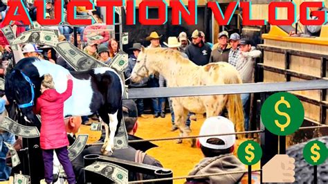 A Trip To The Horse Auction Youtube