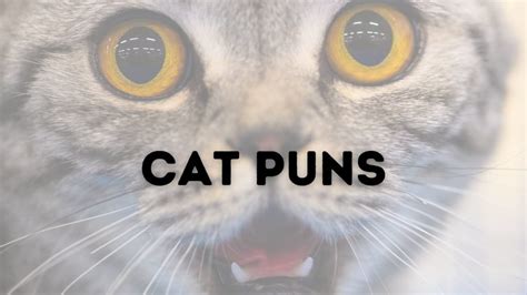 Cat Puns Purr Fect Instagram Captions To Make You Lol Cattipper