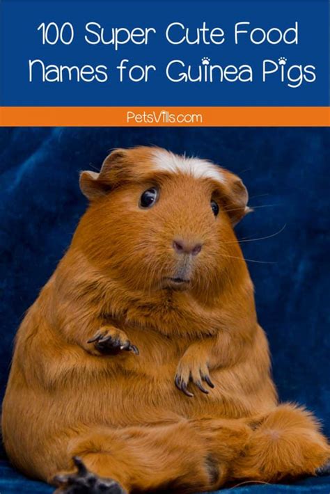 100 Outrageously Funny Food Names For Guinea Pigs Petsvills