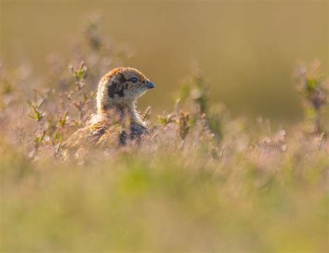 Red Grouse Chick A Pop Up Image From A Walk On The Moors L Flickr