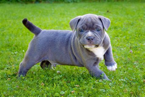 Up for sale are my 2 beautiful british bulldogs puppies 18 weeks old i have black tri triple carrier and blue tri carry chocolate comes for some top quality blood line mum can be viewed here at home with pups black tri. Der Exotic Bulldog - Exotic Bulldog Club e.V.