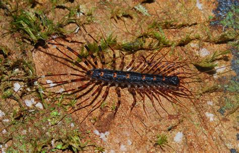 Long Legged Centipede Scutigeridae A Photo On Flickriver