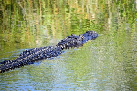 Alligator Swimming Stock Photo Image Of Wetlands Reptile 45265194