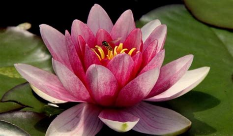 Lotus National Flower Of India Beautiful And Perfect Aquatic Plant
