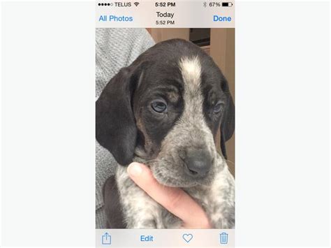 Want to list your puppies for sale? Blue Tick Hound / Plott Hound Puppies for sale Outside ...