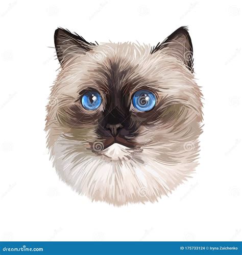 Ragdoll Cat Cat Breed With Color Point Coat And Blue Eyes Digital Art