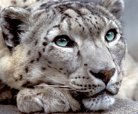 They also provide additional protection against the cold. Snow leopard | San Diego Zoo Kids