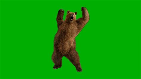 Free Green Screen Video Amazing Bear Greenscreen Free Green Screen