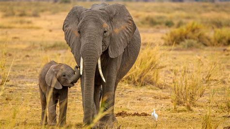 Breakthrough For African Elephant Conservation As Two Distinct Species