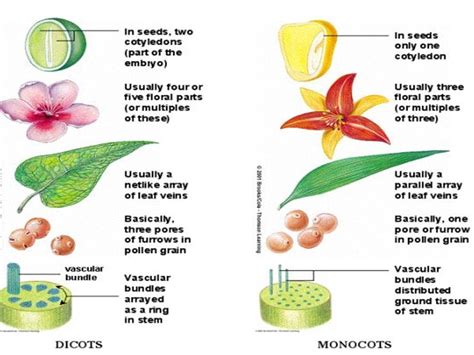 Diversity Of Plant Forms General Botany Classification Of