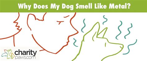 Dogs Breath Smells Metallic Art