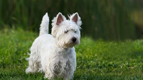 West Highland White Terrier Westie Perros Mascotas