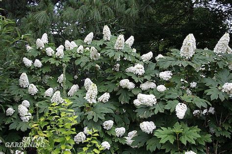 There's something clean and pure about white flowering shrubs. Flowering Shrubs for Shade - Top Picks for the Yard & Garden