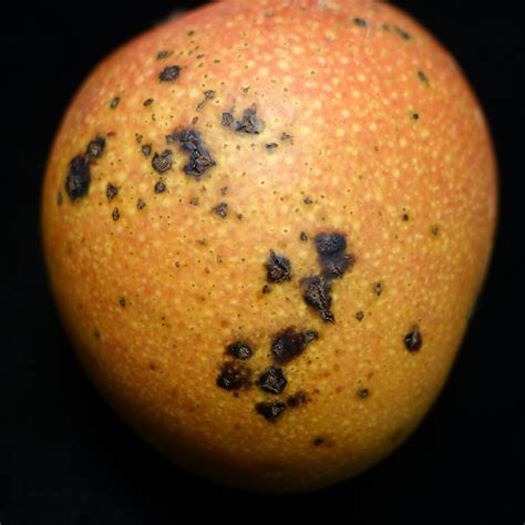 Bacterial Black Spot Of Mango A Photo On Flickriver