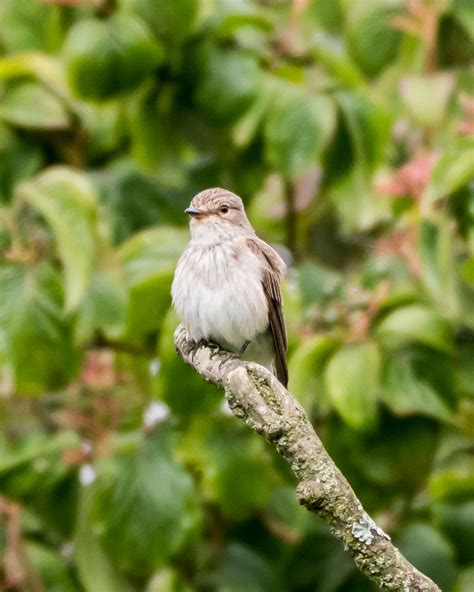 Phil Bishops Birding Blog Spotted Flycatcher