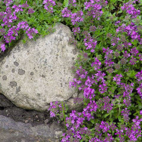 Creeping Thyme Seeds Thymus Serpyllum Mother Of Thyme Ground Cover Seed