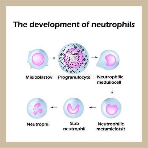 Lo Sviluppo Dei Neutrofili Infographics Illustrazione Di Vettore