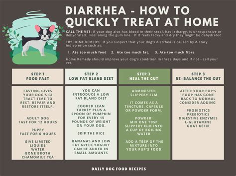 What To Give A Dog To Stop Diarrhea Pet Food Guide