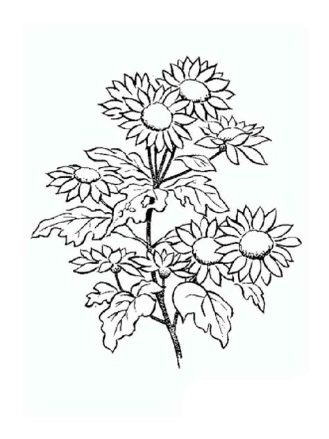 By best coloring pagesseptember 10th 2019. Daisy Flower coloring pages. Download and print Daisy ...