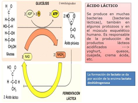 Diapositivas De Metabolismo De Carbohidratos P Gina Web De Bioscientia
