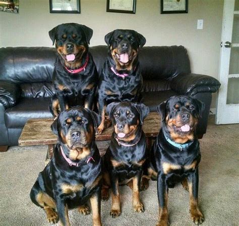 12 Signs You Are A Crazy Rottweiler Person Page 2 Of 4 The Paws