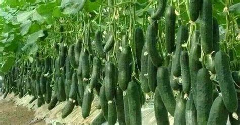 Most Effective Way Growing Cucumbers Vertically