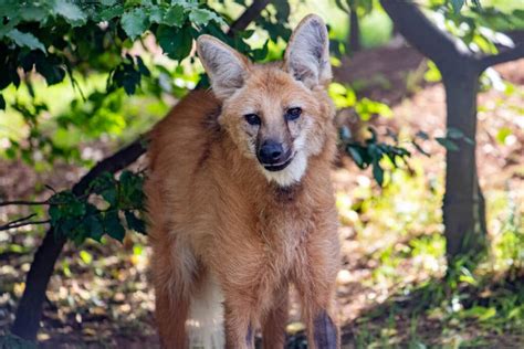 Visit Maned Wolf A Zoo With Maned Wolf Paignton Zoo