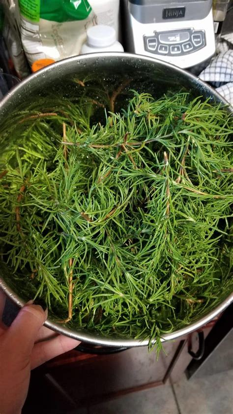 How To Grow Rosemary Indoors With Pictures Wikihow