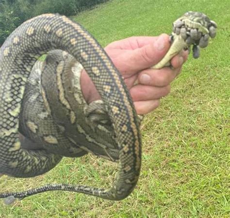 Discovery Of Tick Infested Python At Byron Bay On Nsw North Coast