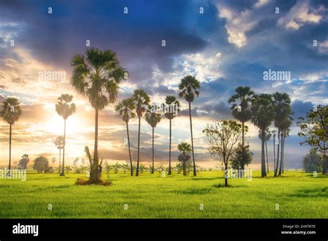 Sugar Palm Tree And Green Paddy Rice Plantation Field At Sunrise Stock