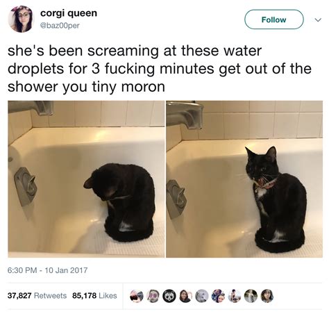 23 Of The Most Hilarious Cat Tweets In Existence