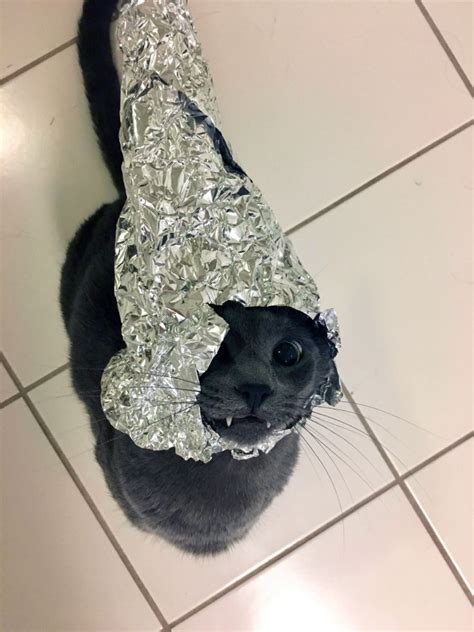 Did You Know That Theres A Tinfoilcat Movement That Protects Cats