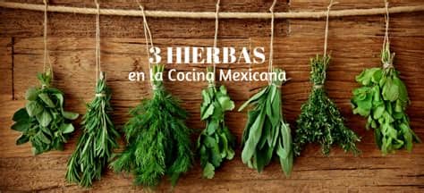 Guía de hierbas para cocinar. Las 3 hierbas más importantes de la comida mexicana