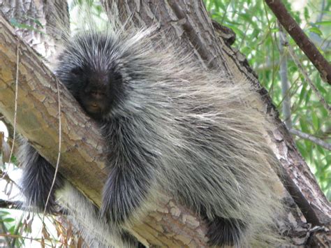 Newschannel 10 Viewer Weather Pics Porcupine In The Tree