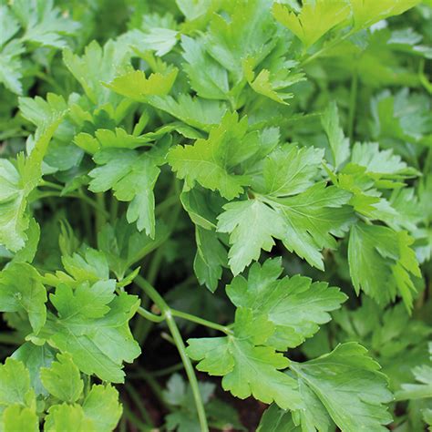 Parsley Plain Leaved 2 Herb Seeds From D.T. Brown