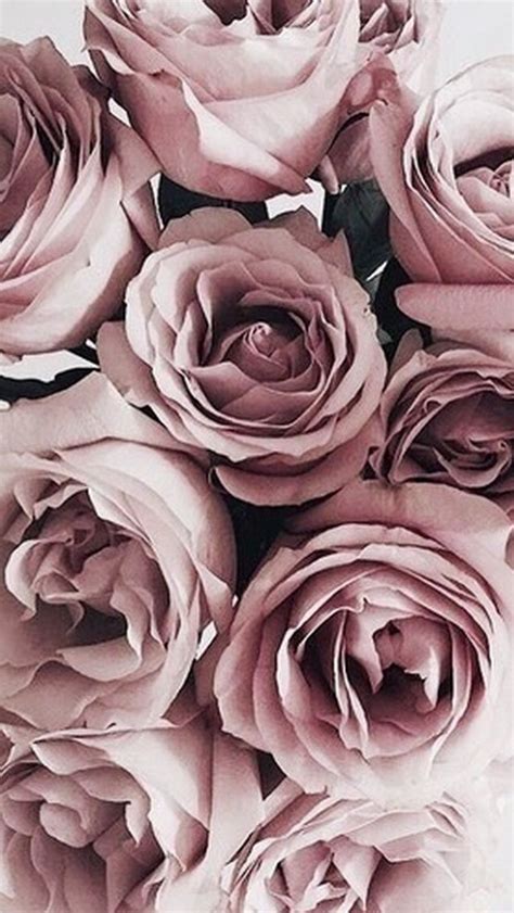 Hintergrundbild „rosen und wassertropfen herunterladen. 229 best Color Pale Pink - Rosa Pastel images on Pinterest ...