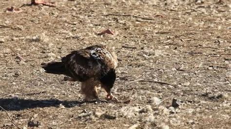 Vulture Scavenging On Ground Stock Video Clip K0064417 Science