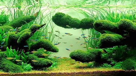 As an informal experiment—and, frankly, to help. Aquascaping for Beginners: Getting the basics right - The ...