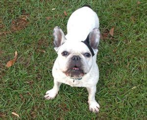 Clicking on the photos below will take you to more information and individual picture galleries of each of our dogs. Best French Bulldog Rescues in Colorado! (2021) We Love ...