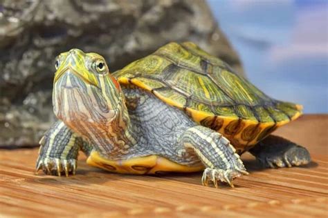 Red Eared Sliders The Basics Winnebago County Animal Services