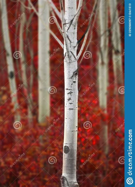 Aspen Trees In Fall With Colors Lush Forest Birch Red Maples Stock